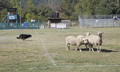 california 2009 resa boonville sheepdogtrials mendocinocountyfairandappleshow redwoodempiresheepdogassociation