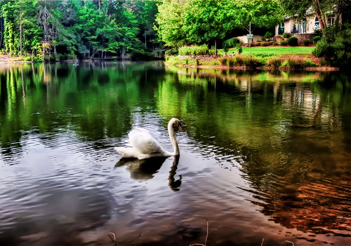 lake water swan hdr saponacountryclub jeanetterunyon