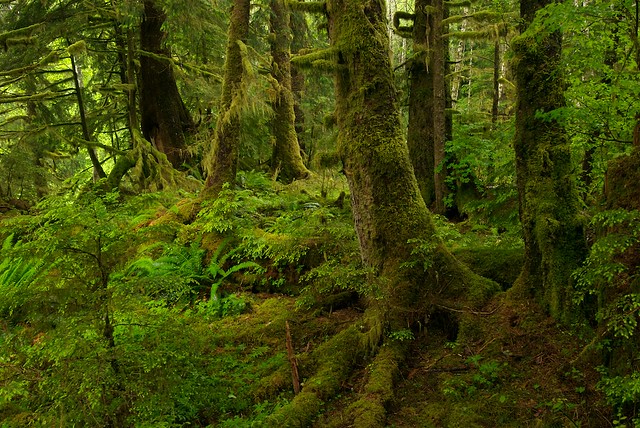 Canada- Great Bear Rainforest