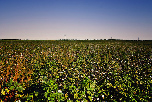 moon field mississippi nikon farm farming cotton crop ms agriculture d80