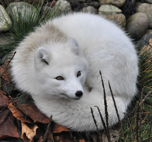 white zoo eyes fox curled aldergrove arcticfox greatervancouverzoo specanimal nikond90 nikkor18to200mmvrlens