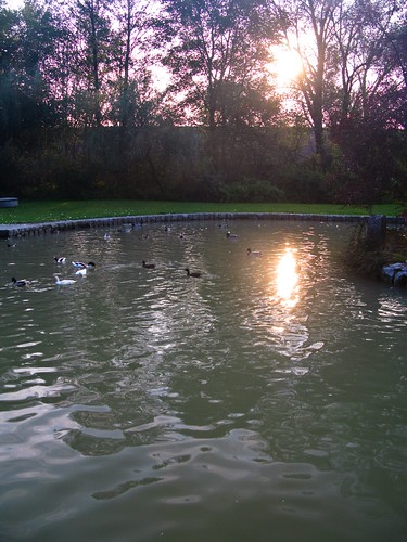 sunset nature water pond ducks slovenia slovenija turnše