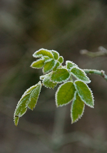 morning winter plant cold sunrise river leaf nikon frost december walk cumbria carlisle naturelovers d80 ribbleeden