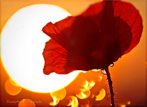sunset red england sky sun flower macro june canon spring poppy sunlit westmidlands birminghamuk tamron90mm 2011 canoneos60d
