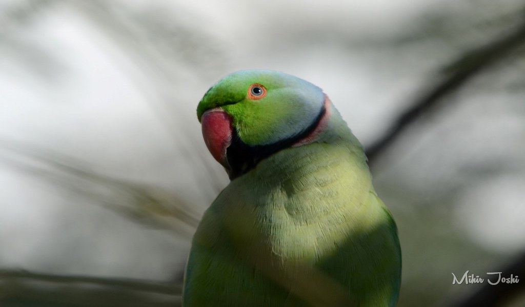 Rose-ringed Parakeet [Cotorra de Kramer]