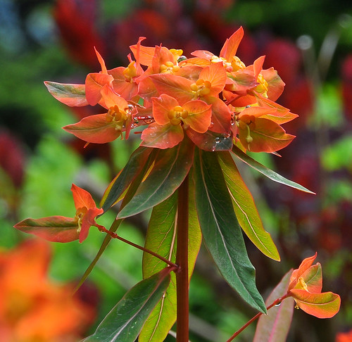 bokeh britishcolumbia rosedale mintergardens nikond90 orangeandyellowandgreen nikkor18to200mmvrlens