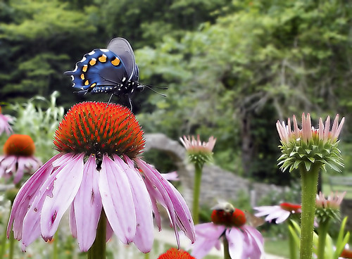 statepark park summer flower butterfly garden indiana lawrencecounty springmillstatepark dschx1