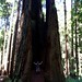 walking in the humboldt redwoods    MG 0995