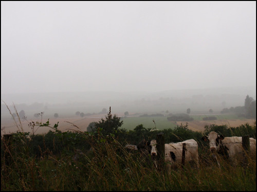 nature rain landscape countryside cow view country champs pluie fields heavy paysage campagne vue brouillard brume vache décor