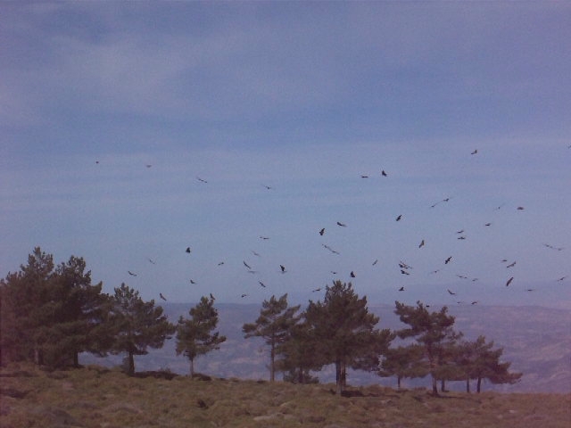 Vultures under Sierra de Lujar