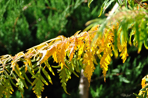 autumn plant verde green fall colors leaves yellow foglie jaune nikon vert gelb giallo grün autunno colori pianta d90 afnikkor3570mm13345 arsumigliakapapi