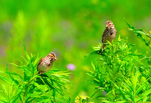 birds geotagged cropped sparrows grouptags avianexcellence allrightsreserved©drgnmastrpjg eiap rawjpg geo:lat=4607853 geo:lon=64782289 ©pjgergelyallrightsreserved