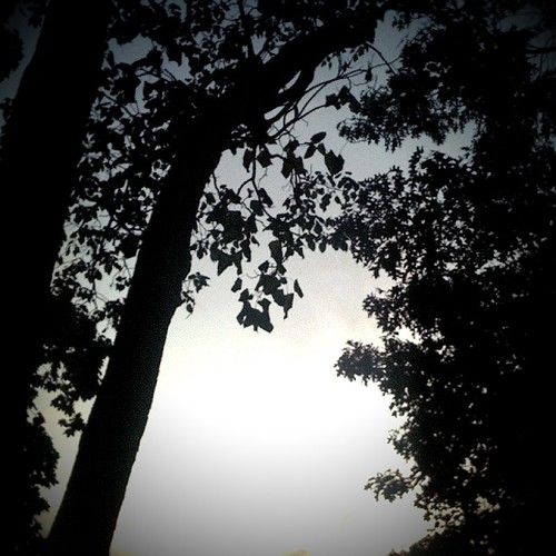 trees sunset sky providence helga camerabag iphone project365