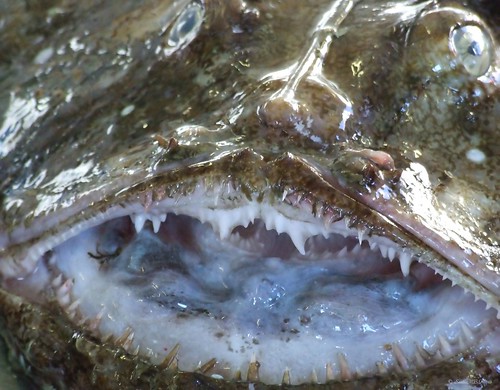 españa fish pez mouth spain rape galicia galiza boca monkfish costadamorte acoruña laxe goosefish vacaciones2009