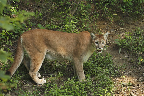 nature animal cat canon wildlife bigcat dslr cougar canonllens wildlifeprairiestatepark wpsp canon5dmarkii canon300mmf28isllens peoriailarea