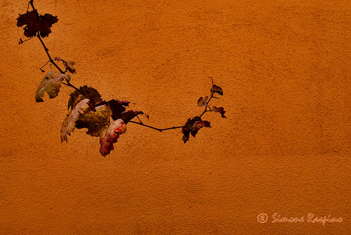 foglie minimal minimalism minimalismo cagliari vite arancione villanova rampicante casteddu biddanoa vicoviisangiovanni