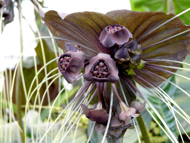 The Most Unusual Flowers In The World