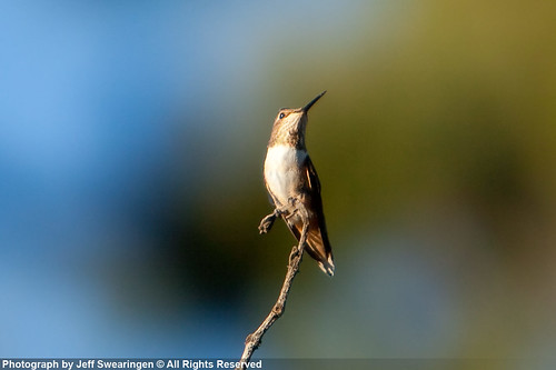 hummingbird boonville boonvilleca decluttr