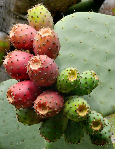 cactus fruit mexico cactaceae tuna beavertailcactus nopales pricklypearcactus berkeleycalifornia opuntiasp ubcbotanyphotooftheday cactisucculentsbulbplants ucbotanicalgardenatberkeley