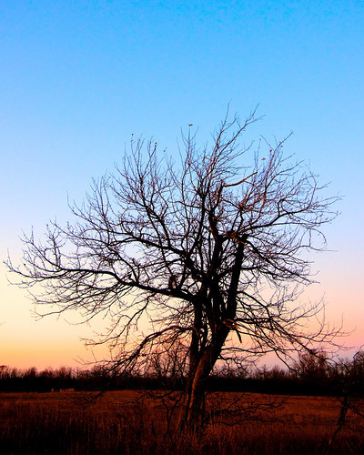 november sunset sky tree field belt venus looking north cc rightsmanaged tonemapped spirithands ramafirstnation robertsnache