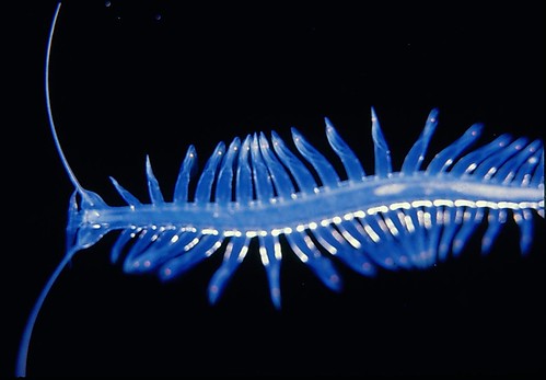 Swimming Polychaete