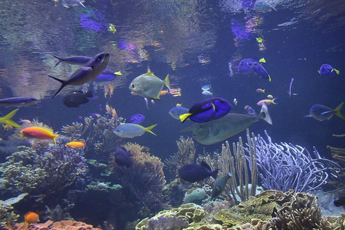 fish aquarium aquariums atlantismarineworldaquarium