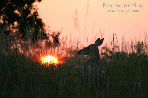 pink sunset glow doe deer glowing northernminnesota duluthminnesota amymachmer
