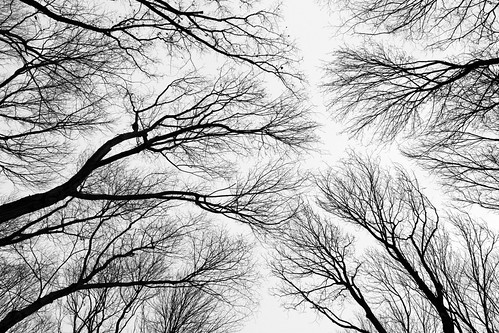 trees sky white black tree up mac branch looking gray reddin edgedonkey