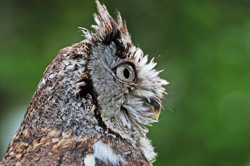 ohio bird nature geotagged nikon owl d300 quailhollowstatepark hartvilleohio nikongp1 nikkor70300vrg quailhollowspmeetup822009