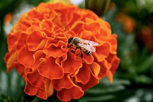 flowers orange flower insect buzz wings bee bumblebee marigold calendula