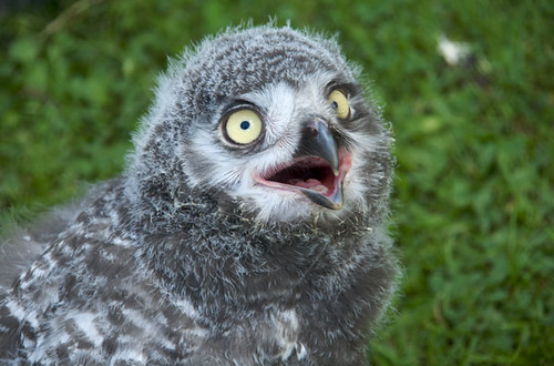 Baby Birdorable: Snowy Owl in Owls, Baby Birds