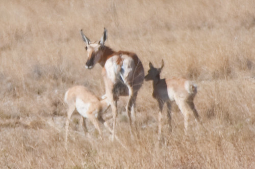 newmexico antelope