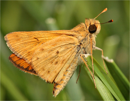 butterfly skipper hylephilaphyleus fieryskipper raybruun