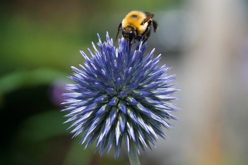 blue black flower yellow garden flickr purple bee 365 project365