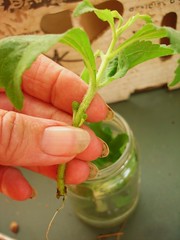 Stevia rooted cutting after 14 days in water : bouturage de Stevia