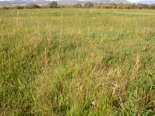 grass montana habit manhattan habitat poaceae perennial muhlenbergia rhizomatous warmseason wetsite muhlenbergiaasperifolia scratchgrass alkalimuhly