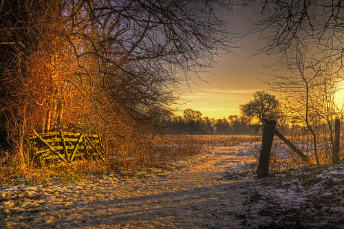 trees field landscape scotland gate edinburgh meadow hdr cammo wintersun goldenlight cammoestate grantr