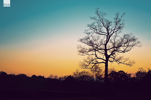 sunset tree silhouette japan zeiss 50mm nikon f14 carl 日本 365 nara 公園 planar 奈良 d700