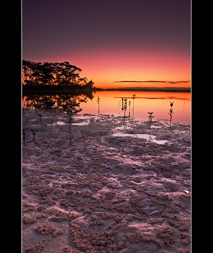 morning cloud reflection beach silhouette creek sunrise geotagged twilight australia mangrove nsw southcoast moona huskisson shoalhaven djgr geo:lat=35050543 geo:lon=150674615