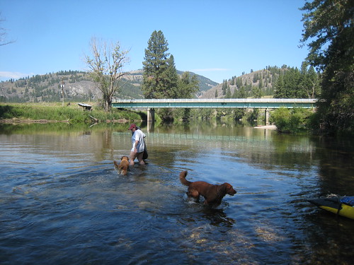 bridge dogs river washington montana baxter goldenretrievers kettleriver ferrycounty