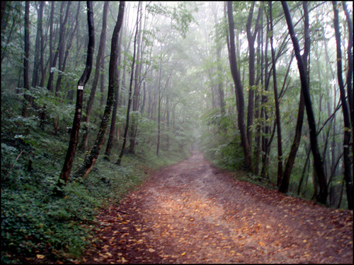 road rain fog forest track little foggy pluie route rainy ars chemin forêt 57 brume moselle
