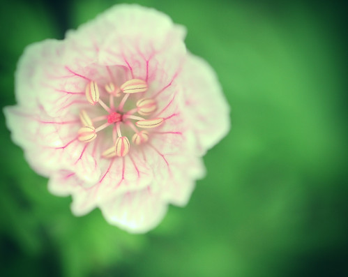 pink flowers white toronto ontario canada flower green canon petals spring dof bokeh round alienskin t1i ef100l