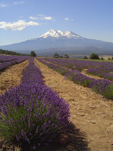california mountain plant flower farm lavender shasta mountshasta siskiyou
