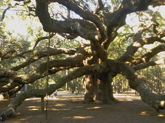 Big Angel Oak tree on °Johns° Island