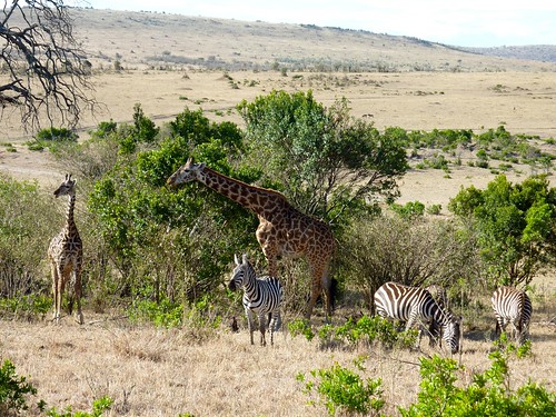 Giraffes and Zebras, Maasai Mara, Kenya
