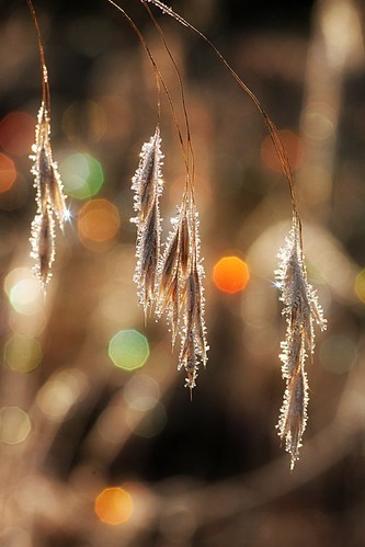 morning canada cold frost bokeh sparkle newbrunswick jewels chickadeecarole