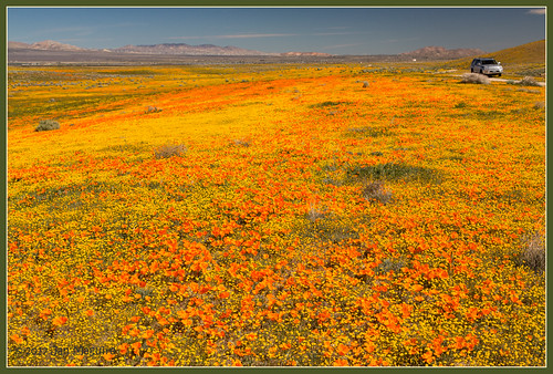 antelopevalley californiapoppy eschscholtziacalifornica goldfield orange poppy wildflowers yellow lancaster california unitedstates us