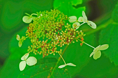 080724 2008 asterids ava cornales douglasco hydrangea hydrangeaarborescens hydrangeaceae mo smoothhydrangea flower hortensia wildflower