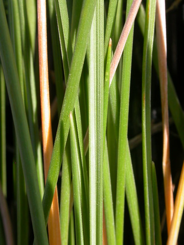 grass midsummer poaceae steppe perennial festuca bunchgrass leafblade fescue bigbeltmountains coolseason roughfescue drysite poeae festucacampestris festucascabrella