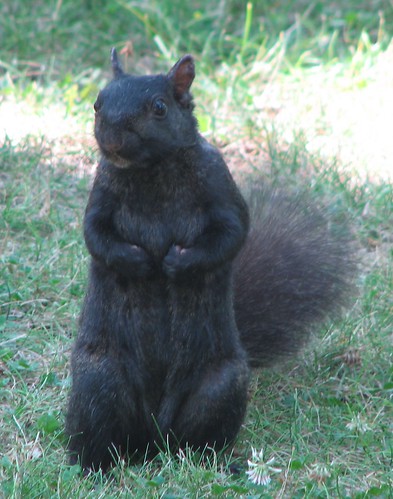 Lucky Black Squirrels « Naturespeak